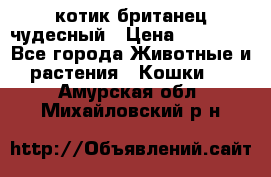 котик британец чудесный › Цена ­ 12 000 - Все города Животные и растения » Кошки   . Амурская обл.,Михайловский р-н